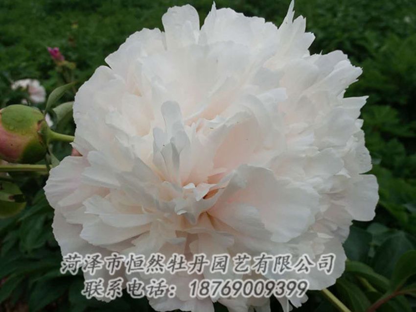 點擊查看詳細(xì)信息<br>標(biāo)題：白色牡丹 閱讀次數(shù)：1184