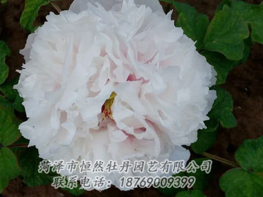 點(diǎn)擊查看詳細(xì)信息<br>標(biāo)題：白色牡丹 閱讀次數(shù)：1962