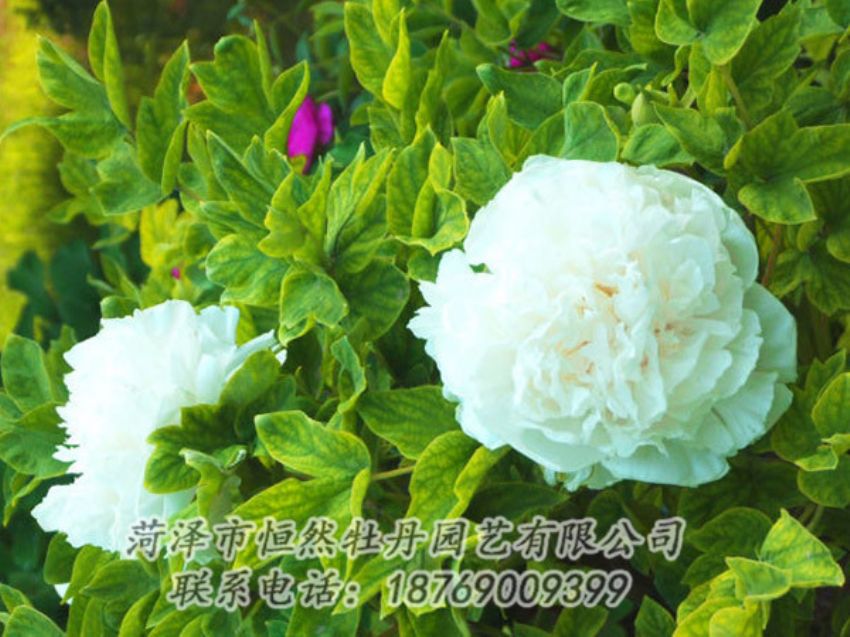 點擊查看詳細(xì)信息<br>標(biāo)題：白色牡丹 閱讀次數(shù)：1159
