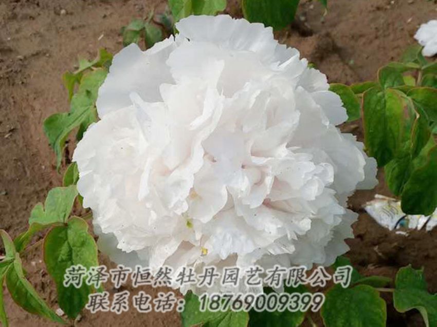 點擊查看詳細(xì)信息<br>標(biāo)題：白色牡丹 閱讀次數(shù)：994
