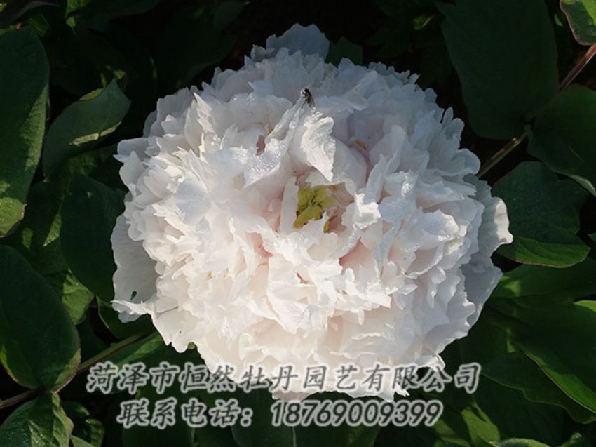 點擊查看詳細(xì)信息<br>標(biāo)題：白色牡丹 閱讀次數(shù)：1175