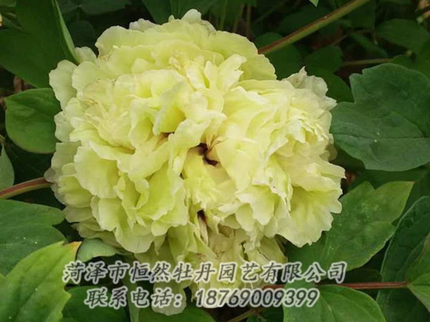 點擊查看詳細信息<br>標題：綠色 閱讀次數(shù)：1073