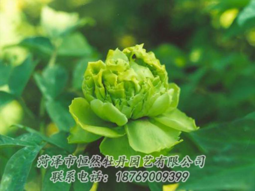點(diǎn)擊查看詳細(xì)信息<br>標(biāo)題：綠色牡丹 閱讀次數(shù)：1221