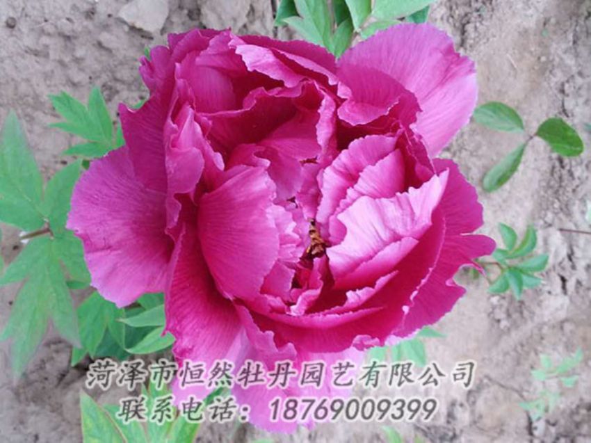 點擊查看詳細信息<br>標題：紫色牡丹 閱讀次數(shù)：1044