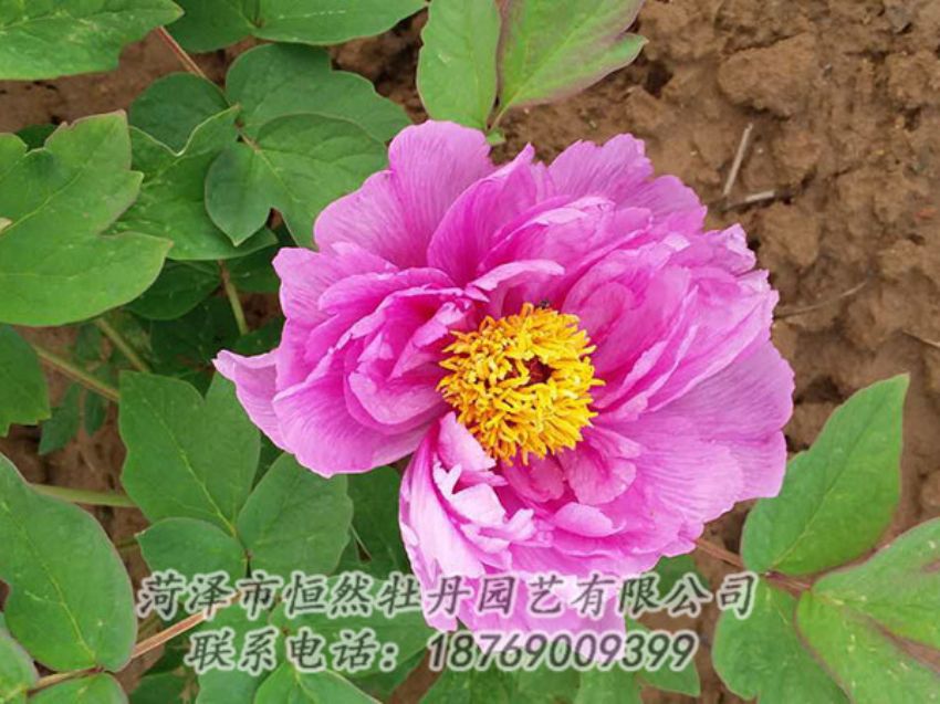 點(diǎn)擊查看詳細(xì)信息<br>標(biāo)題：紫色牡丹 閱讀次數(shù)：1157