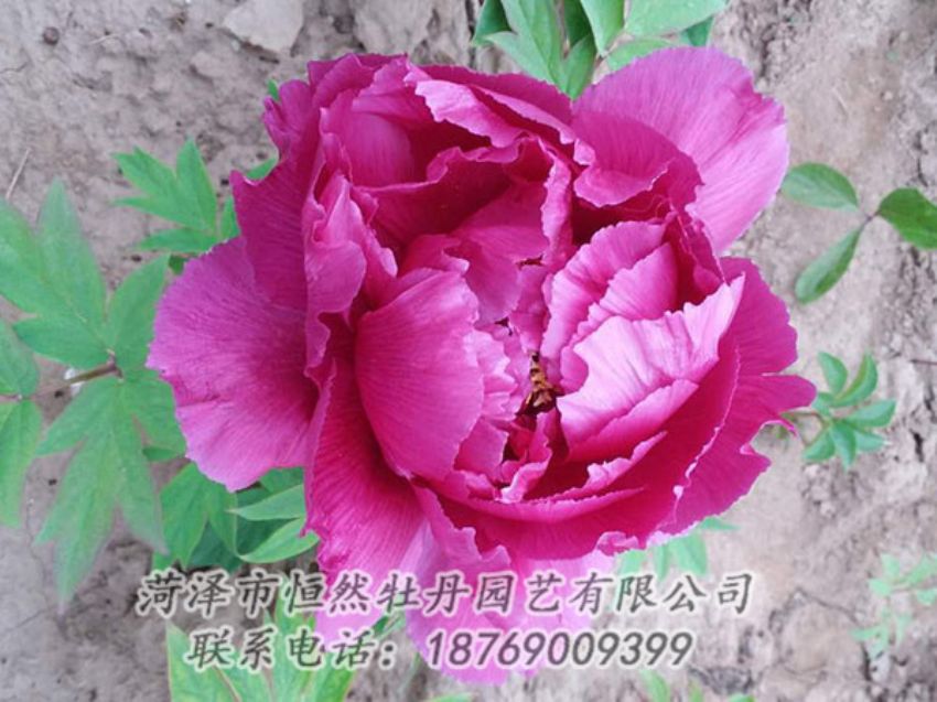 點(diǎn)擊查看詳細(xì)信息<br>標(biāo)題：紫色牡丹 閱讀次數(shù)：1135