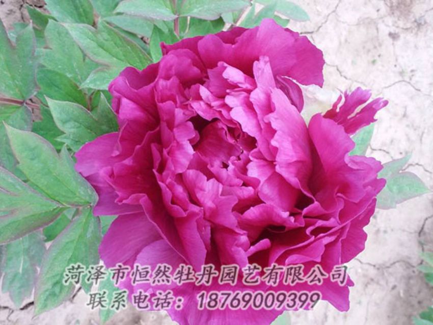 點(diǎn)擊查看詳細(xì)信息<br>標(biāo)題：紫色牡丹 閱讀次數(shù)：1256