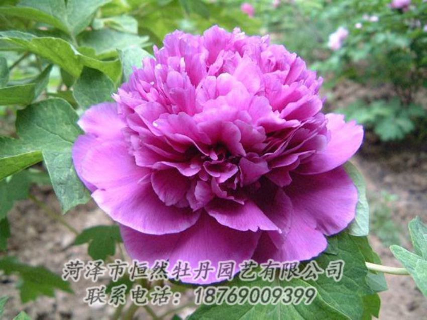 點(diǎn)擊查看詳細(xì)信息<br>標(biāo)題：紫色牡丹 閱讀次數(shù)：1289
