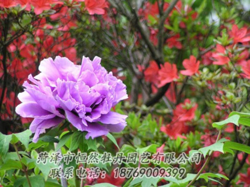 點(diǎn)擊查看詳細(xì)信息<br>標(biāo)題：紫色牡丹 閱讀次數(shù)：1925