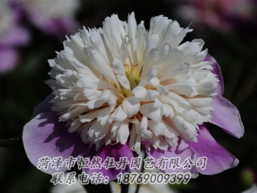 點(diǎn)擊查看詳細(xì)信息<br>標(biāo)題：復(fù)色芍藥 閱讀次數(shù)：1238