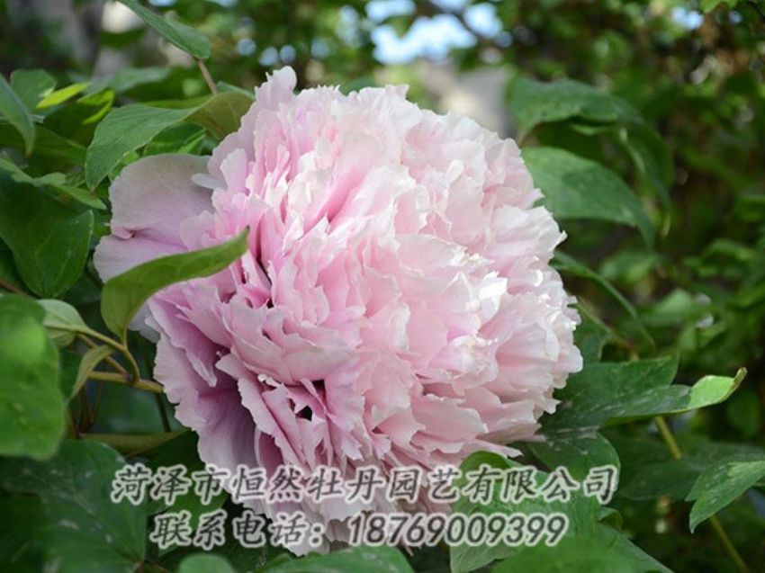 點(diǎn)擊查看詳細(xì)信息<br>標(biāo)題：粉色牡丹 閱讀次數(shù)：1980