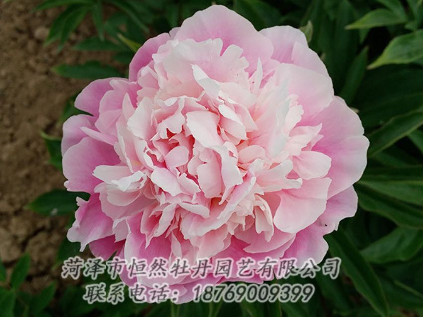 點(diǎn)擊查看詳細(xì)信息<br>標(biāo)題：粉色牡丹 閱讀次數(shù)：1943