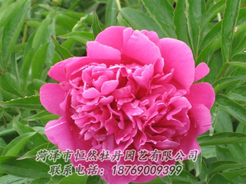 點(diǎn)擊查看詳細(xì)信息<br>標(biāo)題：永生紅 閱讀次數(shù)：1037