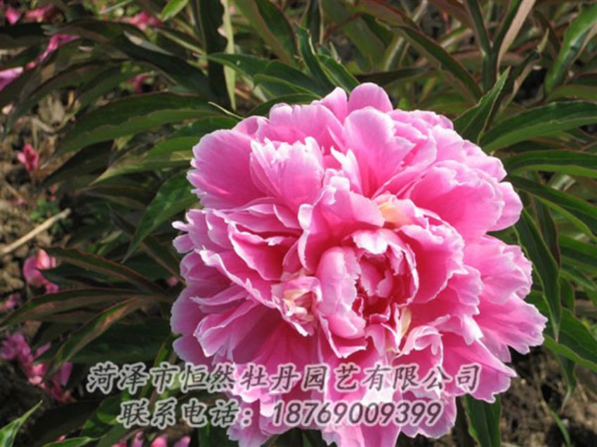 點(diǎn)擊查看詳細(xì)信息<br>標(biāo)題：西施紅妝 閱讀次數(shù)：1039