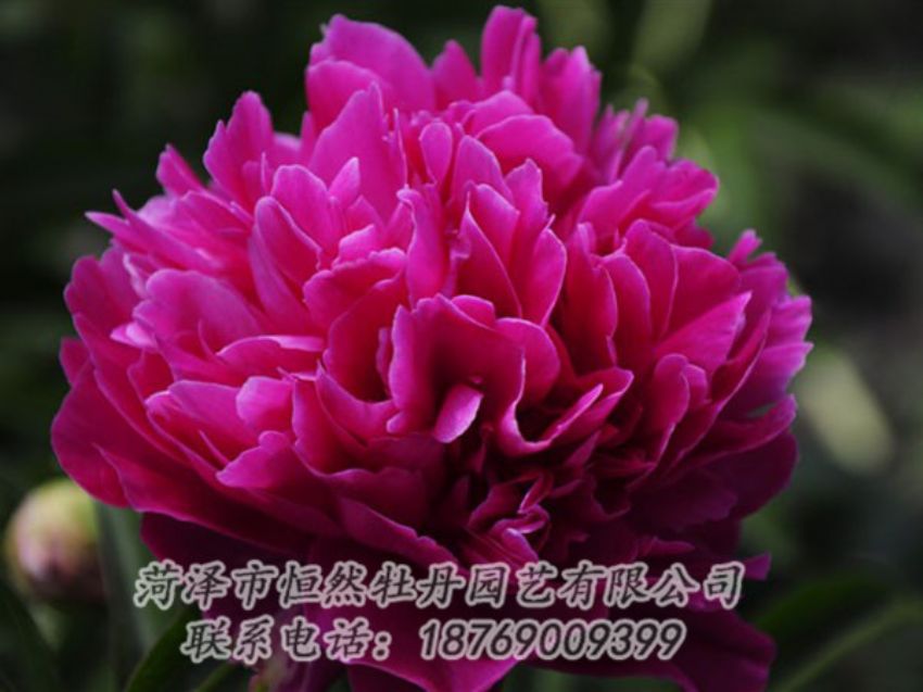 點(diǎn)擊查看詳細(xì)信息<br>標(biāo)題：瑪瑙紅 閱讀次數(shù)：1010