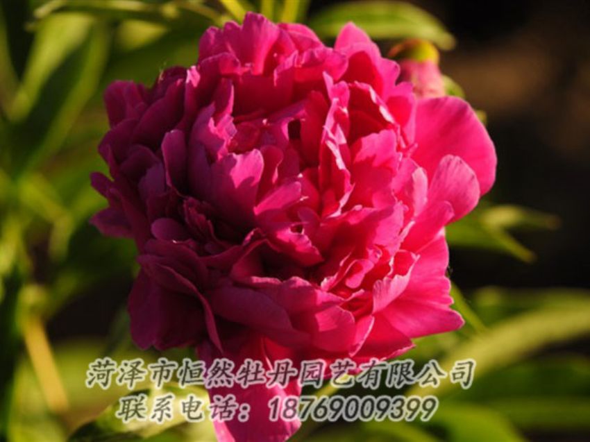 點(diǎn)擊查看詳細(xì)信息<br>標(biāo)題：老來(lái)紅 閱讀次數(shù)：981