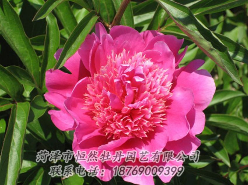 點擊查看詳細信息<br>標題：紅繡球 閱讀次數(shù)：1018