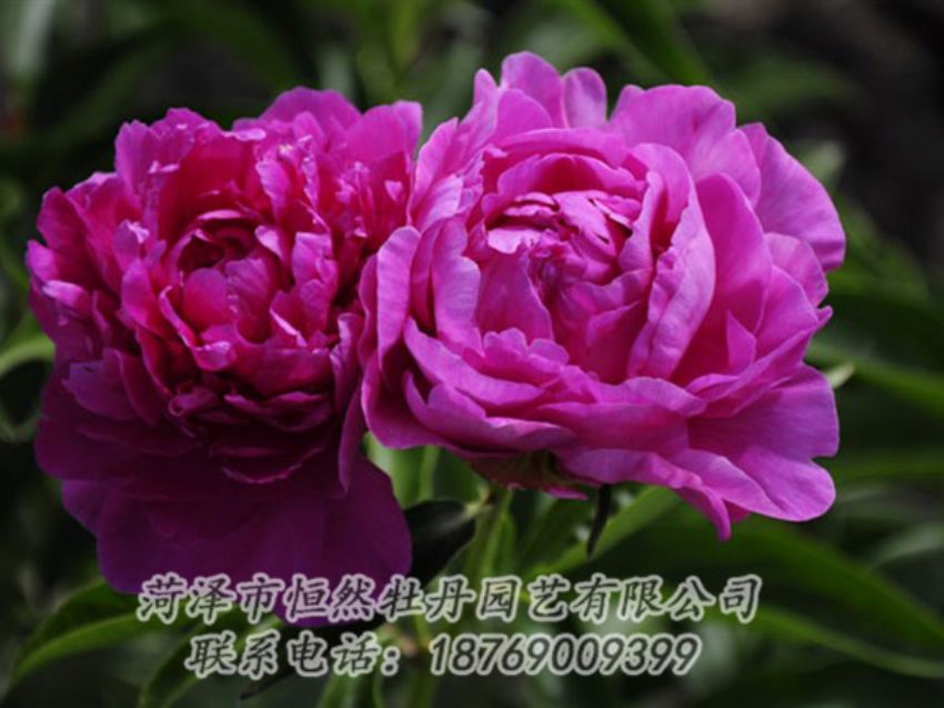 點擊查看詳細信息<br>標題：紅玫瑰 閱讀次數(shù)：974