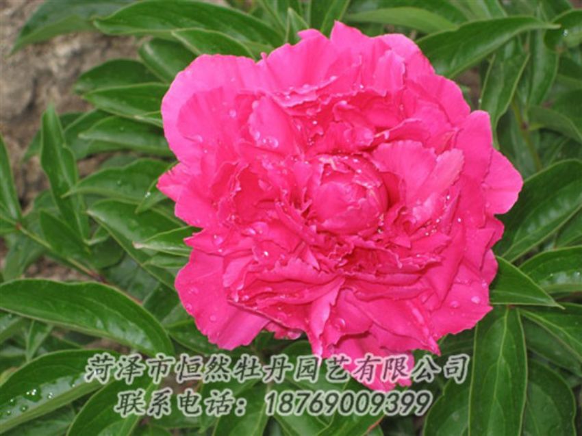 點擊查看詳細信息<br>標題：紅冠芳 閱讀次數(shù)：1049
