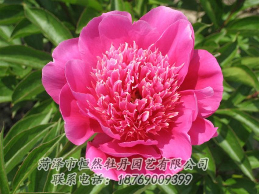 點(diǎn)擊查看詳細(xì)信息<br>標(biāo)題：紅繡球 閱讀次數(shù)：1010