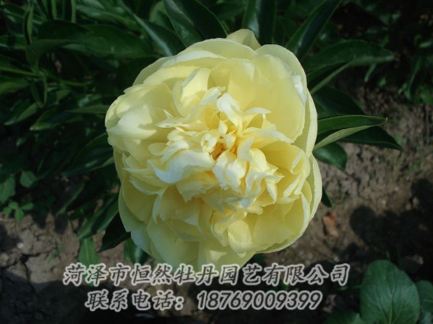 點擊查看詳細信息<br>標題：黃色芍藥 閱讀次數(shù)：1266