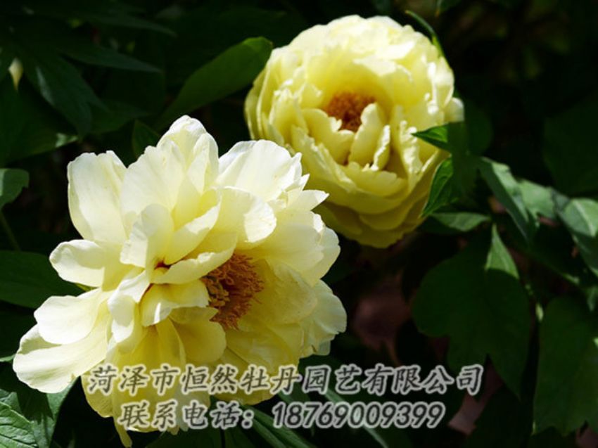 點擊查看詳細信息<br>標題：黃色芍藥 閱讀次數(shù)：1197