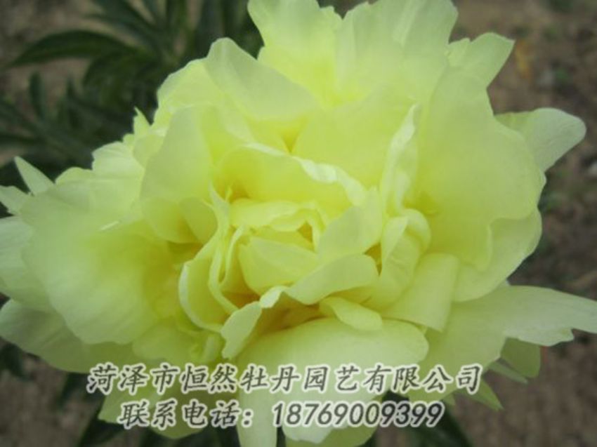 點擊查看詳細信息<br>標題：黃色芍藥 閱讀次數(shù)：1216