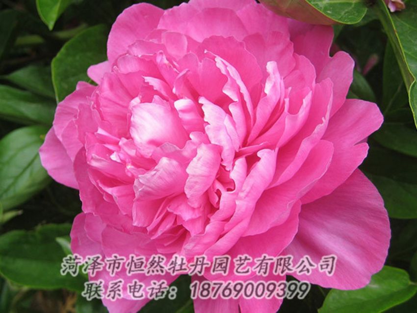點(diǎn)擊查看詳細(xì)信息<br>標(biāo)題：紅色芍藥 閱讀次數(shù)：1060