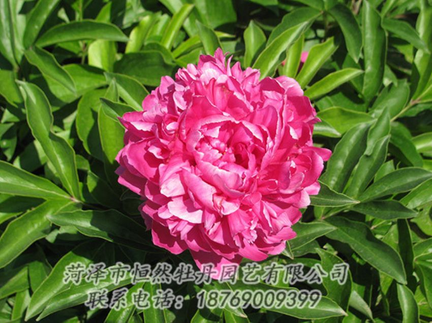 點(diǎn)擊查看詳細(xì)信息<br>標(biāo)題：紅色芍藥 閱讀次數(shù)：1153