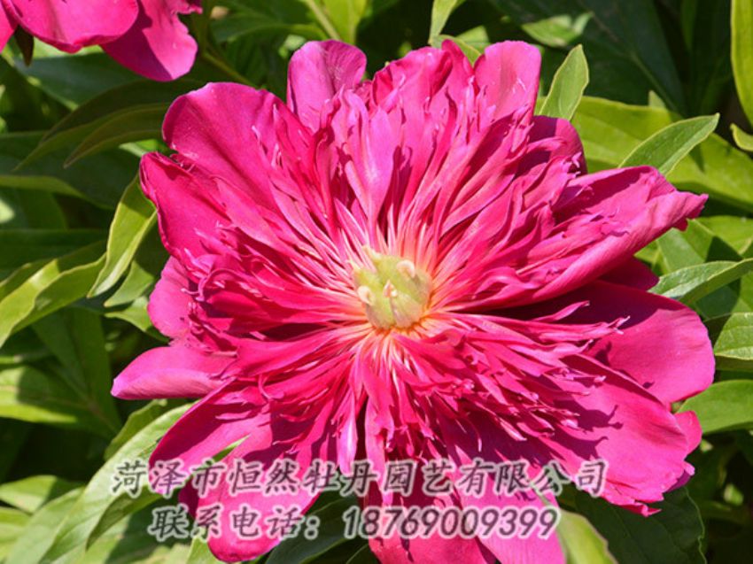 點(diǎn)擊查看詳細(xì)信息<br>標(biāo)題：紅色芍藥 閱讀次數(shù)：1106