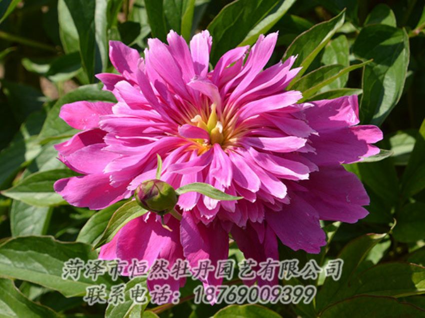 點(diǎn)擊查看詳細(xì)信息<br>標(biāo)題：紅色芍藥 閱讀次數(shù)：1141