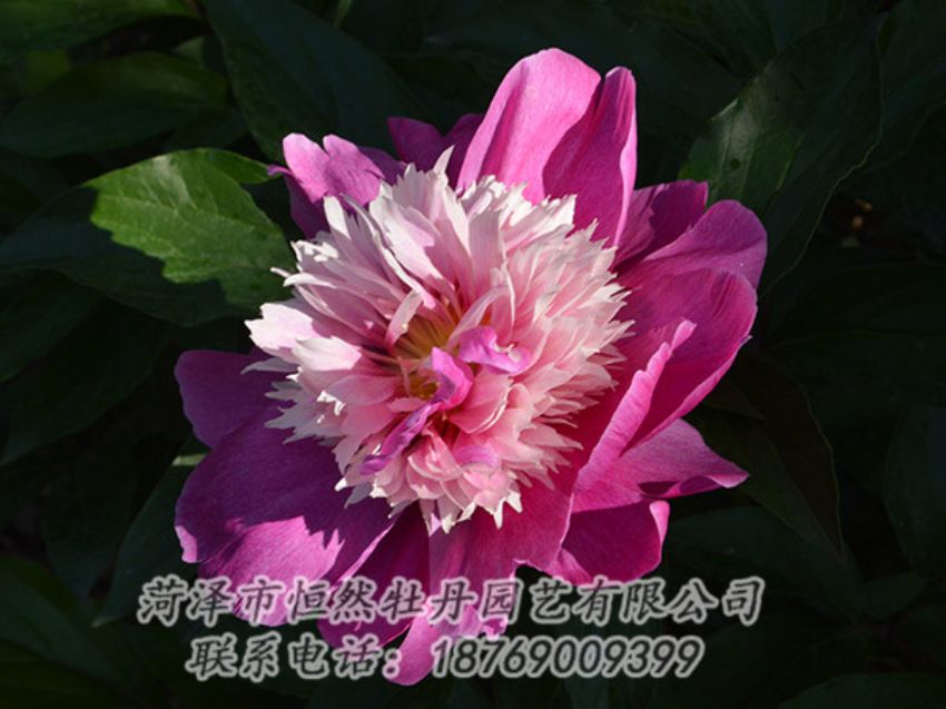 點(diǎn)擊查看詳細(xì)信息<br>標(biāo)題：紅色芍藥 閱讀次數(shù)：1230