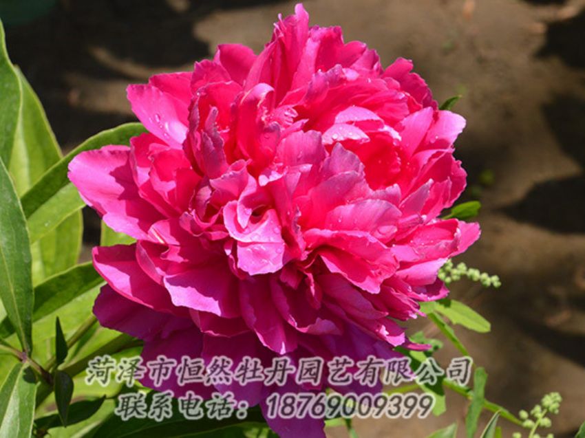 點(diǎn)擊查看詳細(xì)信息<br>標(biāo)題：紅色芍藥 閱讀次數(shù)：1120