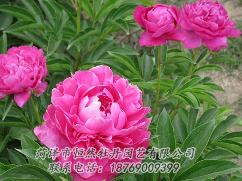 點(diǎn)擊查看詳細(xì)信息<br>標(biāo)題：紅色芍藥 閱讀次數(shù)：1146