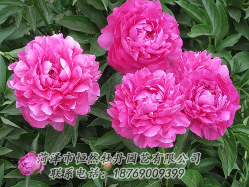 點(diǎn)擊查看詳細(xì)信息<br>標(biāo)題：紅色芍藥 閱讀次數(shù)：1165