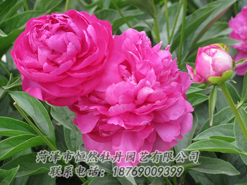 點(diǎn)擊查看詳細(xì)信息<br>標(biāo)題：紅色芍藥 閱讀次數(shù)：1160