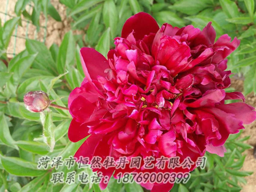 點(diǎn)擊查看詳細(xì)信息<br>標(biāo)題：紅色芍藥 閱讀次數(shù)：1167