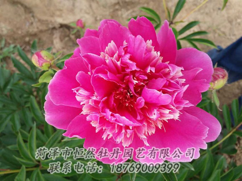 點擊查看詳細信息<br>標題：紅色芍藥 閱讀次數(shù)：1199