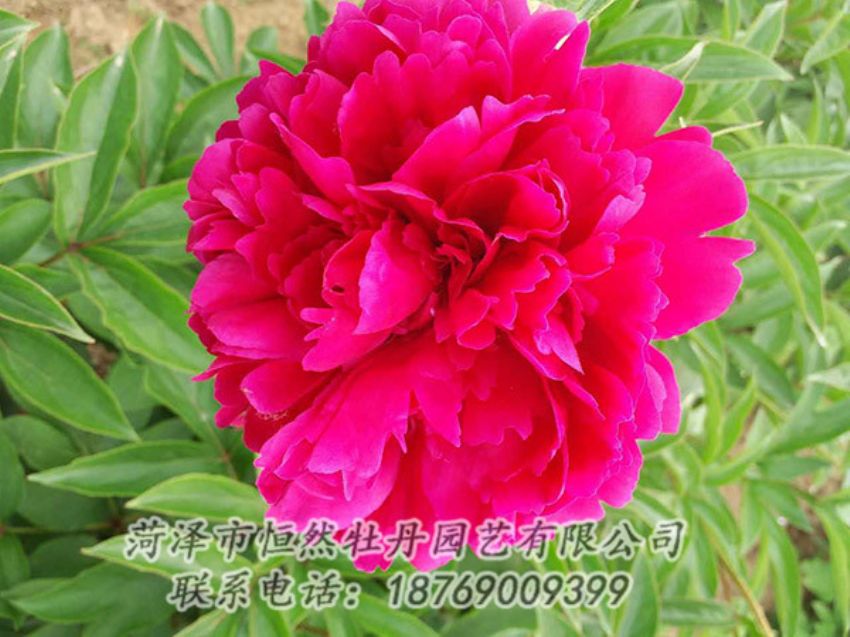 點擊查看詳細信息<br>標題：紅色芍藥 閱讀次數(shù)：1244