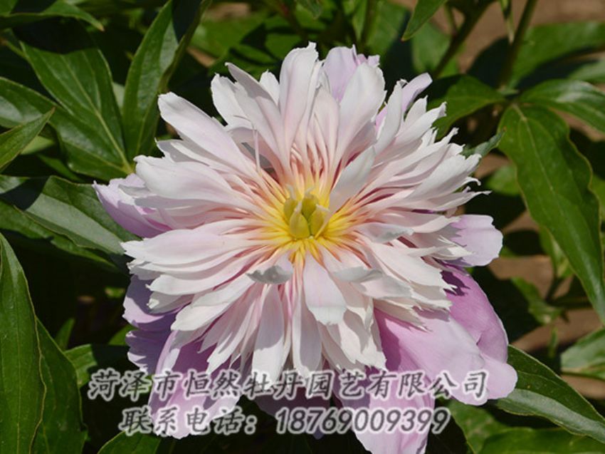 點擊查看詳細信息<br>標題：粉色芍藥 閱讀次數(shù)：1282