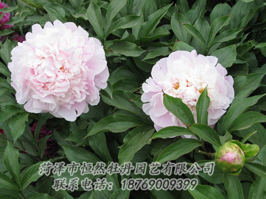 點擊查看詳細信息<br>標題：粉色芍藥 閱讀次數(shù)：1172