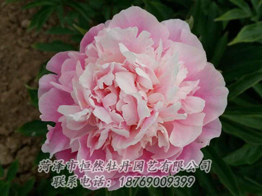 點擊查看詳細信息<br>標題：粉色芍藥 閱讀次數(shù)：1414