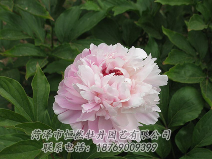 點擊查看詳細信息<br>標題：粉色芍藥 閱讀次數(shù)：1139