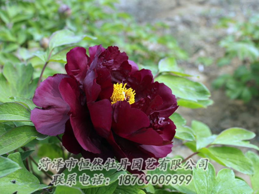 點(diǎn)擊查看詳細(xì)信息<br>標(biāo)題：黑色牡丹 閱讀次數(shù)：1155