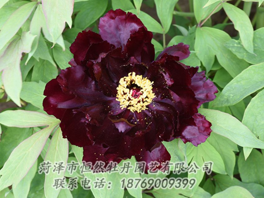點(diǎn)擊查看詳細(xì)信息<br>標(biāo)題：黑色牡丹 閱讀次數(shù)：1321