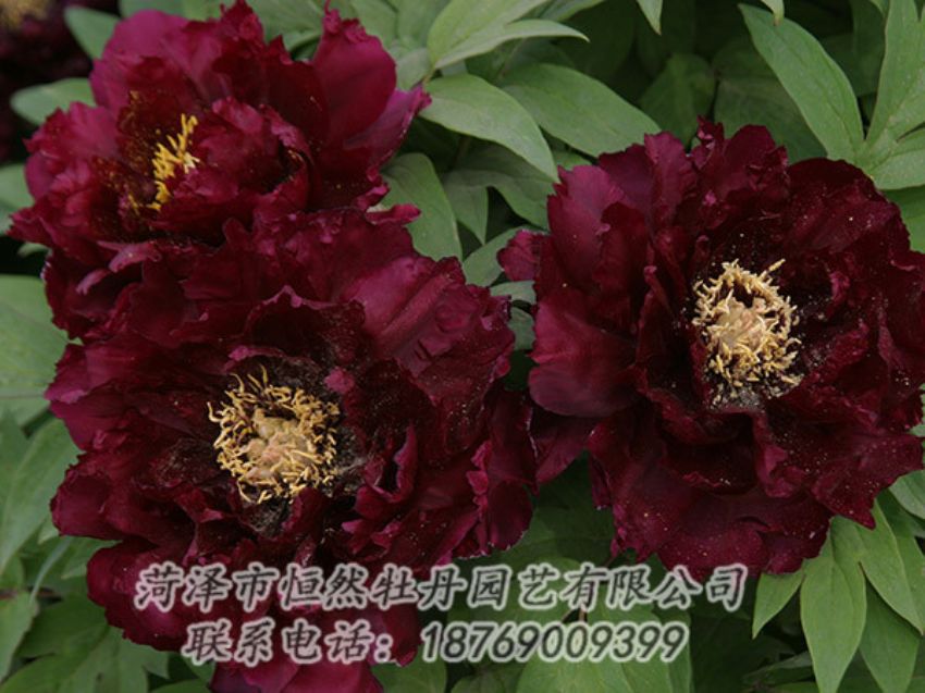 點(diǎn)擊查看詳細(xì)信息<br>標(biāo)題：黑色牡丹 閱讀次數(shù)：1157