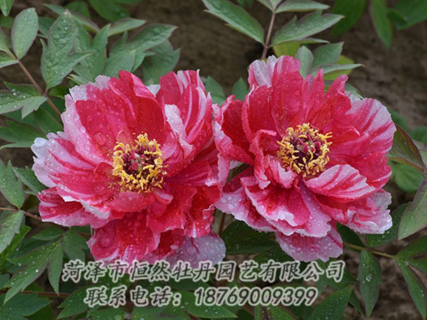 點擊查看詳細信息<br>標(biāo)題：復(fù)色牡丹 閱讀次數(shù)：1218