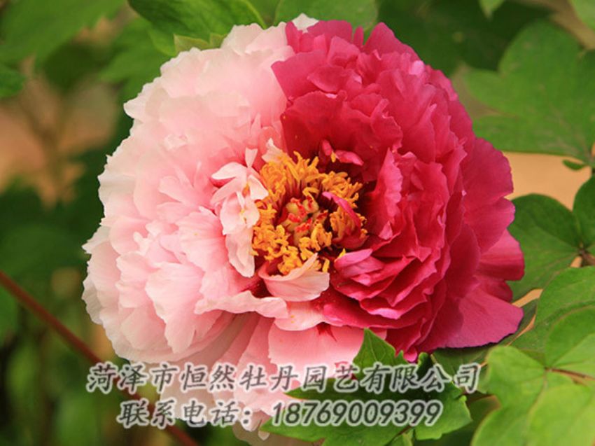點擊查看詳細信息<br>標(biāo)題：復(fù)色牡丹 閱讀次數(shù)：1305