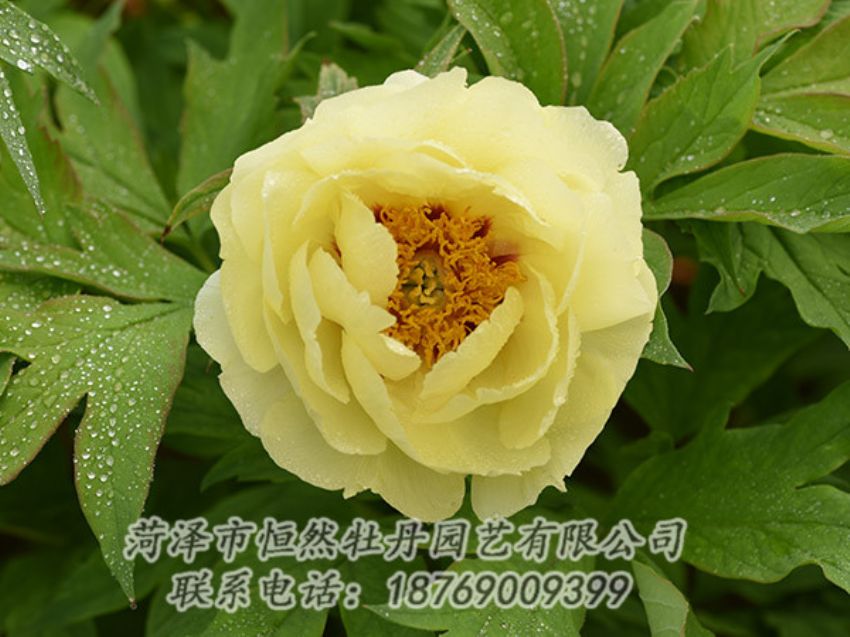 點(diǎn)擊查看詳細(xì)信息<br>標(biāo)題：黃色牡丹 閱讀次數(shù)：1121
