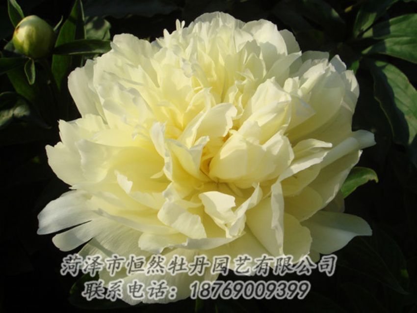點(diǎn)擊查看詳細(xì)信息<br>標(biāo)題：黃色牡丹 閱讀次數(shù)：1077